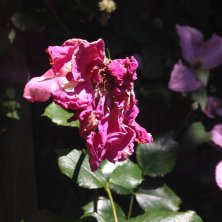 pink rose with several shriveled petals in strong sunlight
