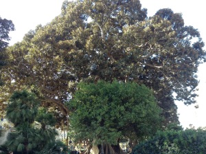 Smaller tree in front of a larger tree on a sunny  day in a park in Valencia  Spain
